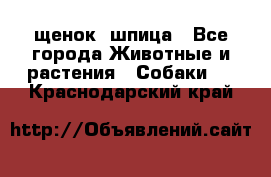 щенок  шпица - Все города Животные и растения » Собаки   . Краснодарский край